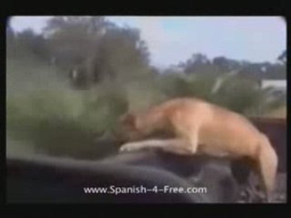 Learn Spanish For Free P-1