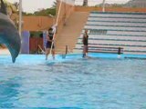 Spectacle dauphins a marineland 2