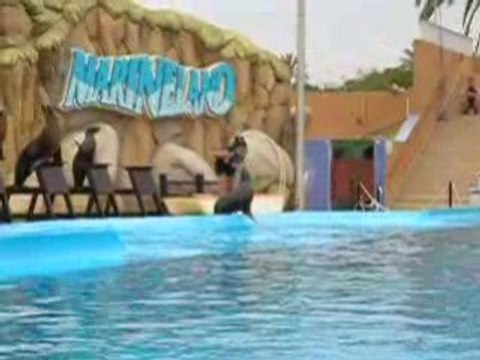 Spectacle otaries a marineland