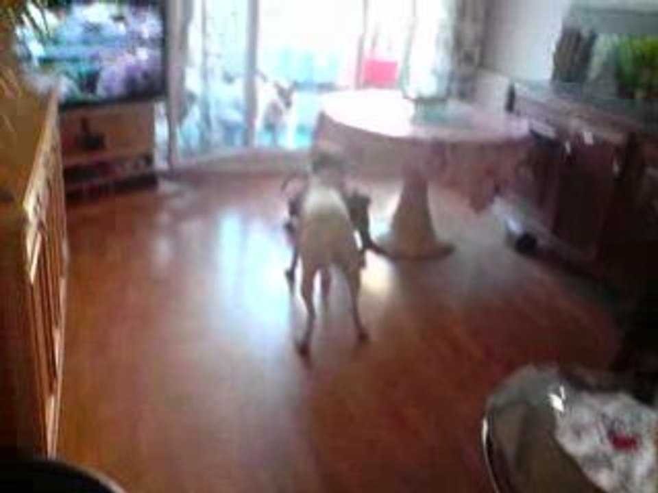 Dogue argentin staff