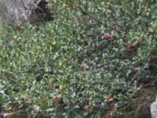 Arriére pays de porto (corse)