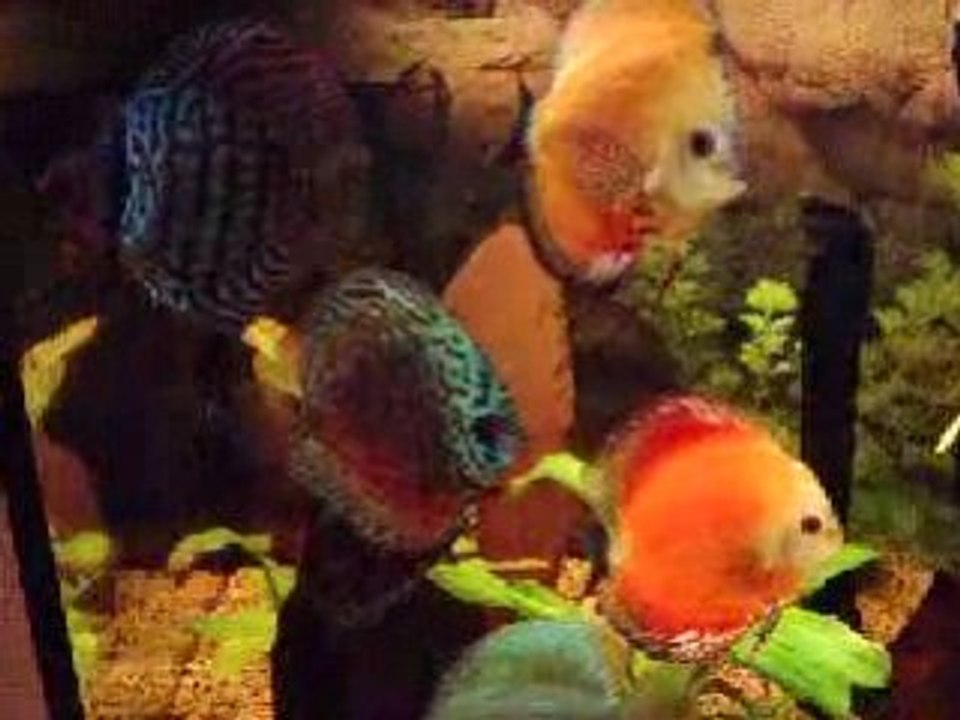 mes discus