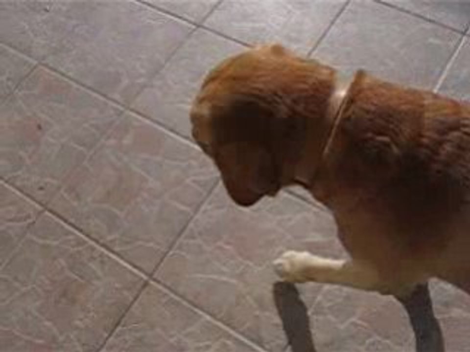 mon chien chien