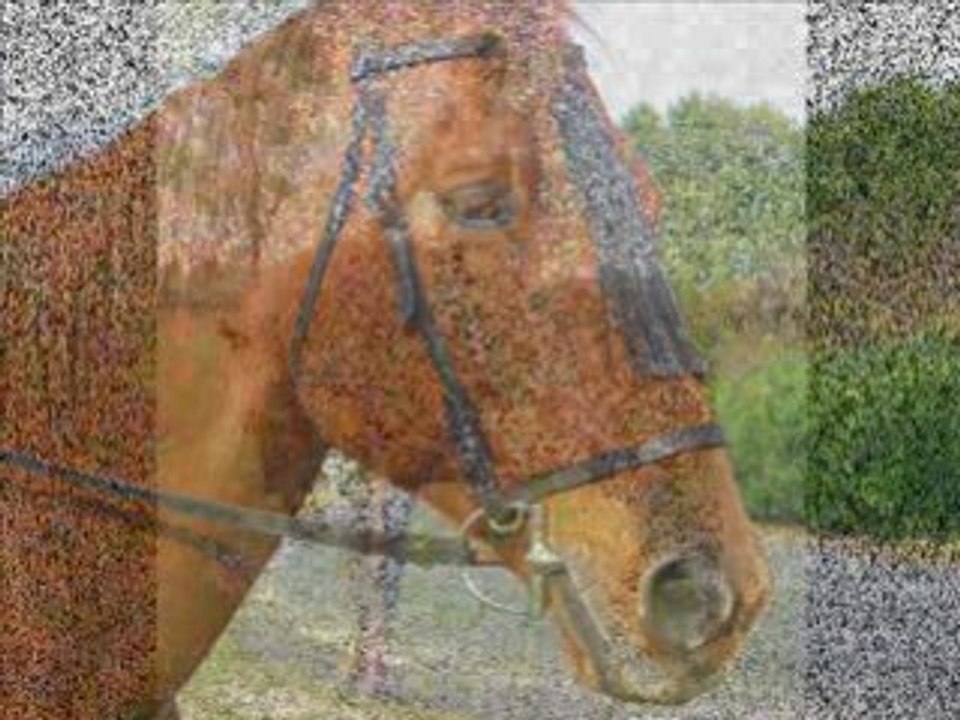 Camargue et moi