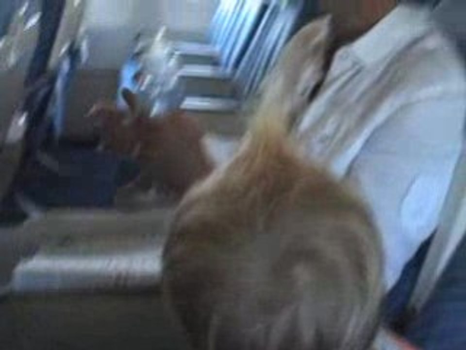 Dans l'avion du retour...