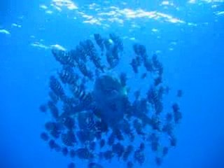 Le baiser du longimanus !!!...