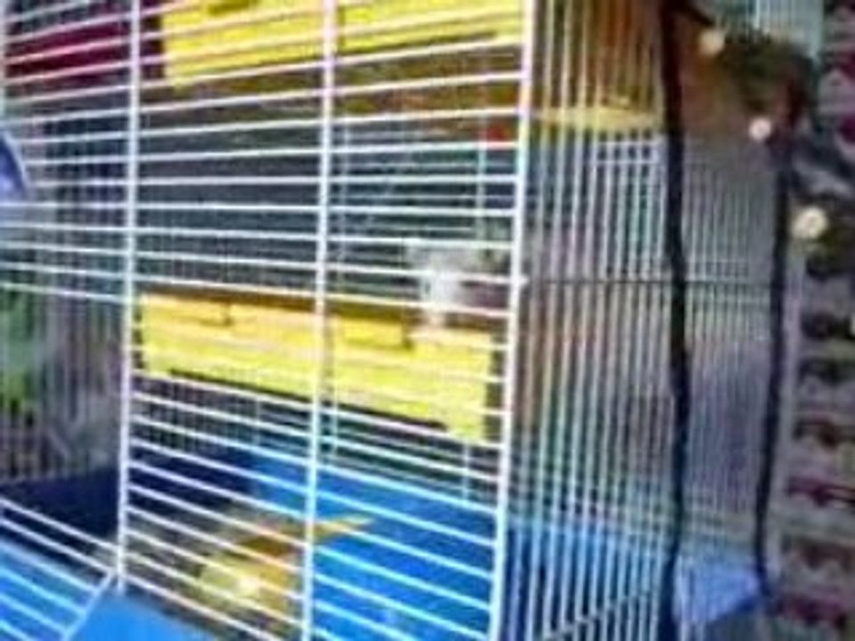 Charly la ratouille