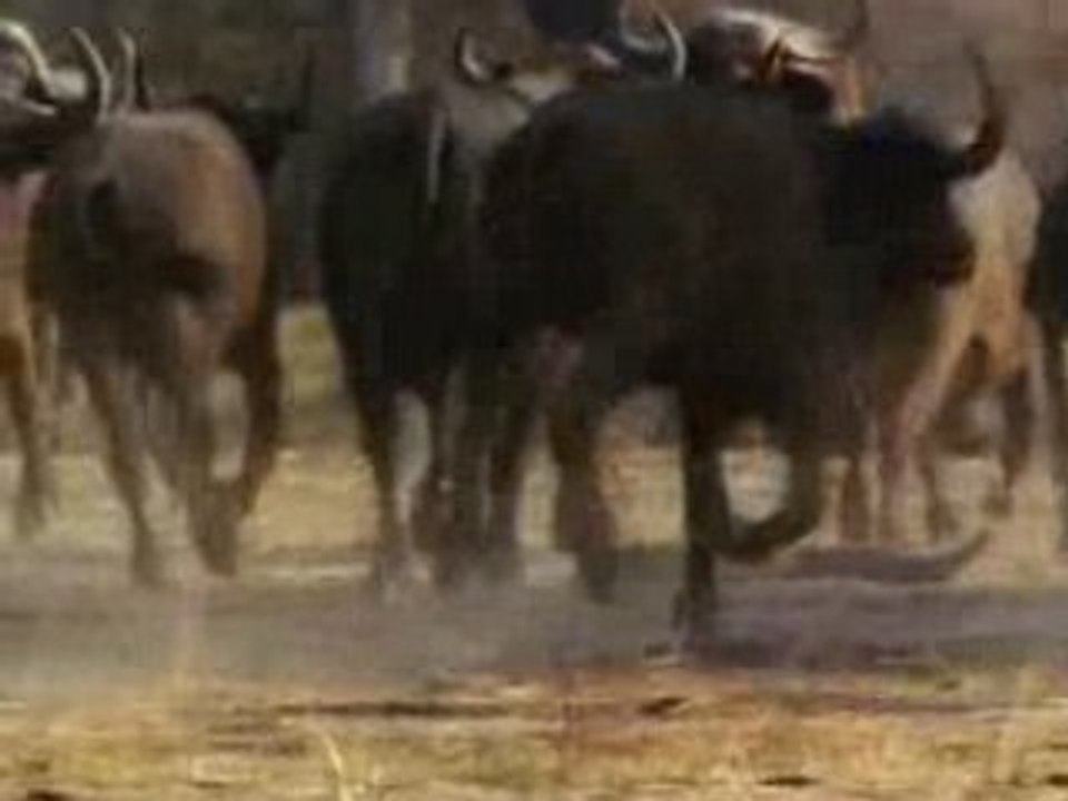 Dans L'arene Avec Les Lions1.00