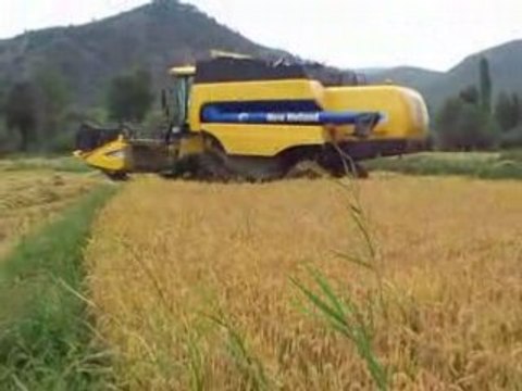 New Holland CS 6050 Boyabat Çeltik hasatı 2.bölüm