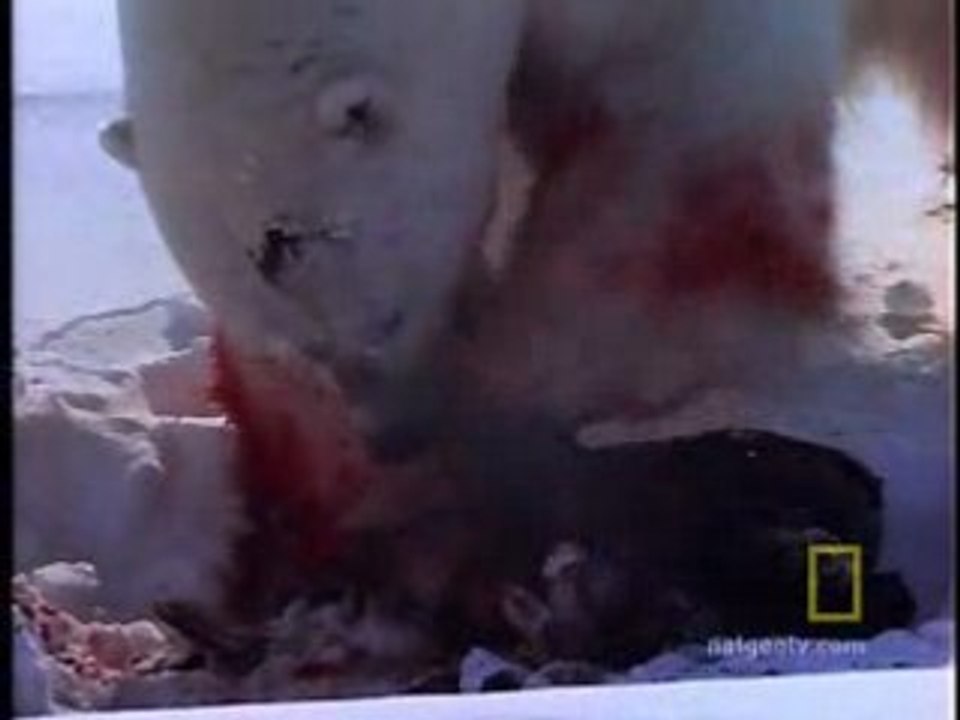 Ours polaire Vs Phoque annelé