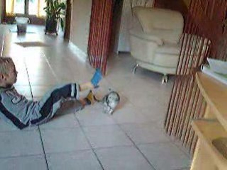 jason et  le chat