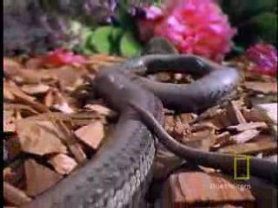 mégère  Vs  serpent