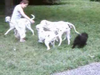 Corentin et les chiens