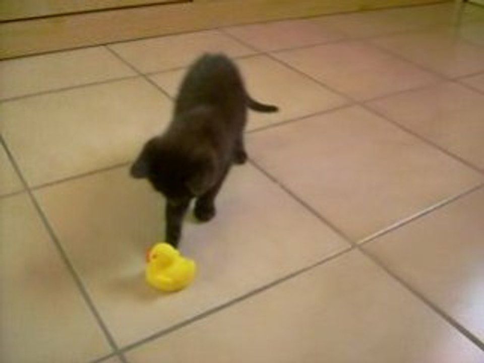 Ya tout plein des canards !