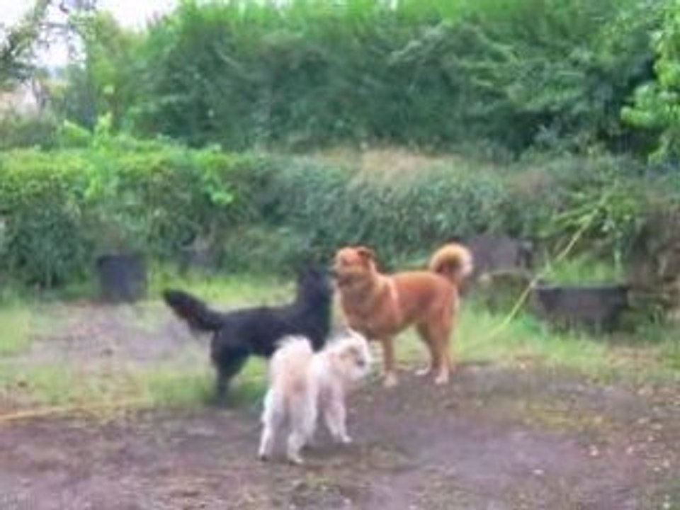 Notre Zinnia,RUBY(chien noir) et Belle le berger des pyrénée