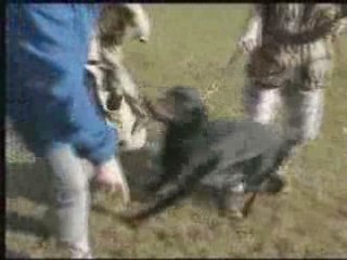 Daicko entr defense 18 10 08