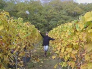 Un matin de vendanges  chez des amis