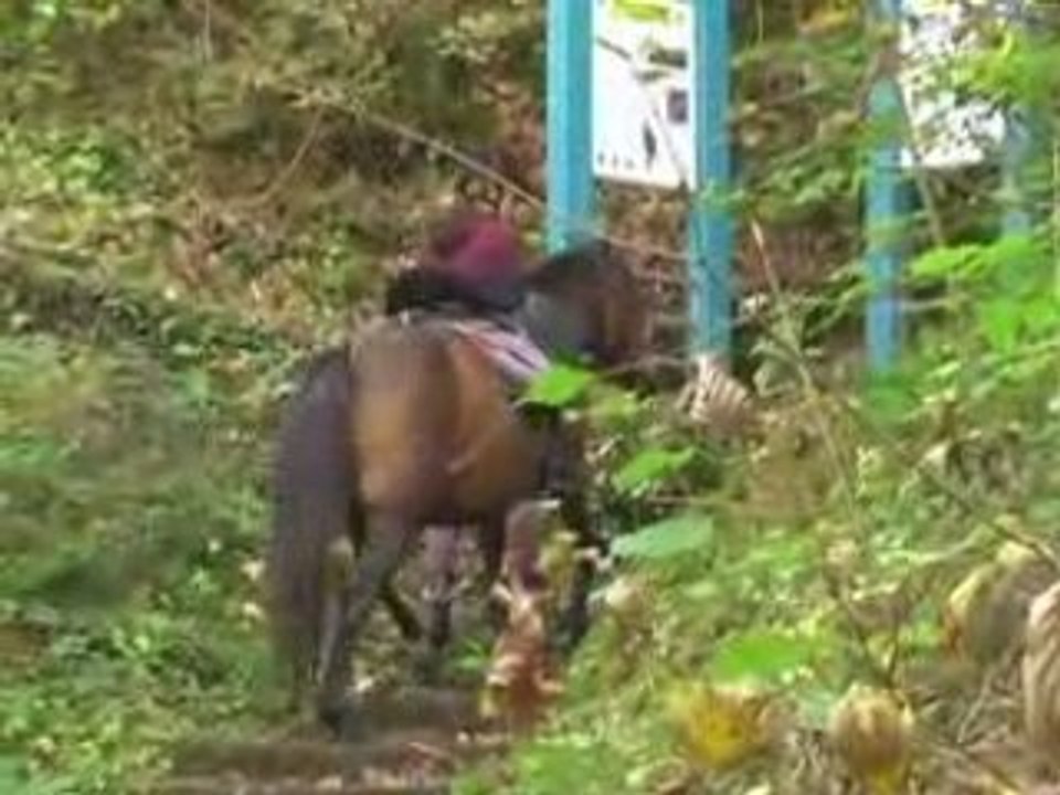 zelda dans les escaliers