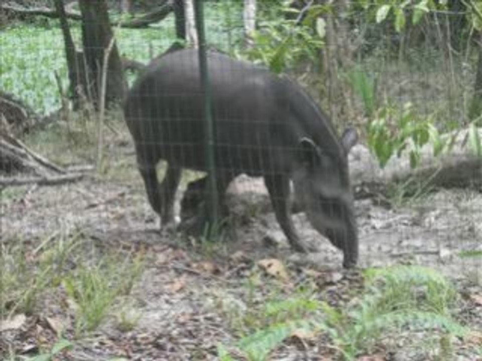 Zoo mont