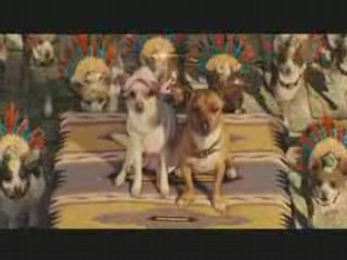 Le Chihuahua de Beverly Hills