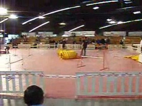 agility expo canine de perpignan 2008