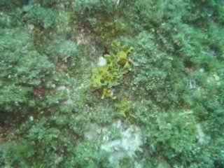 Photo estartit plongée