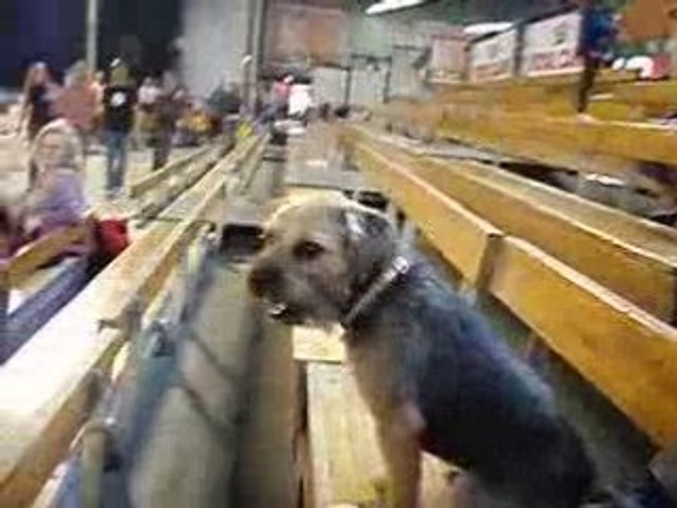 Corto regarde l'agility