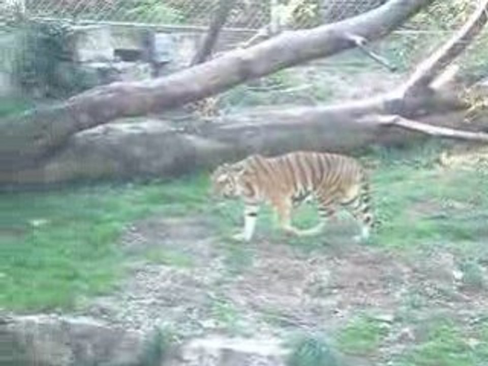 Tigre vidéo