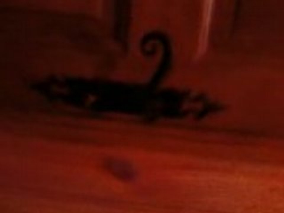 Nico Rivo Epinal Hadol chiotte