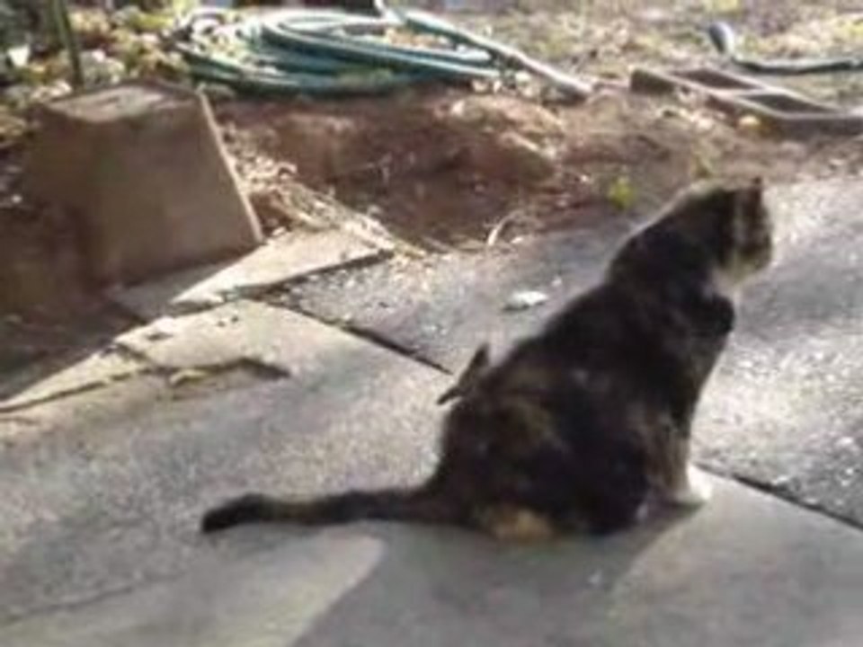 Cat Moves
