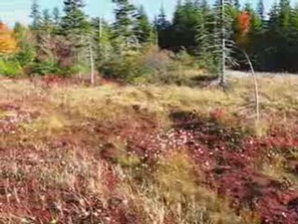 Fall Foliage Dolly Sods Trail