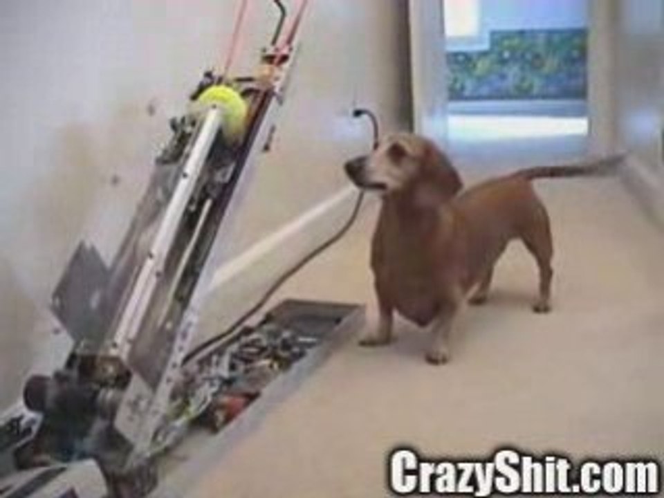 Jerrydog