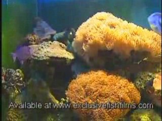 Instructional Marine Aquarium (Fish Selection)