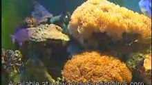 Instructional Marine Aquarium (Fish Selection)