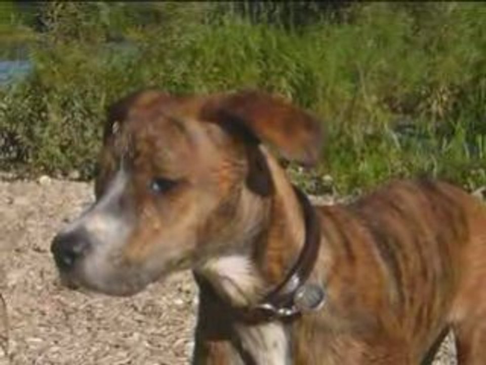 Dinga à la plage