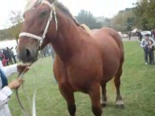 Marquage au fer d'Ota