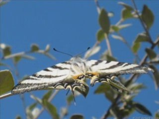 Papillons des Alpes