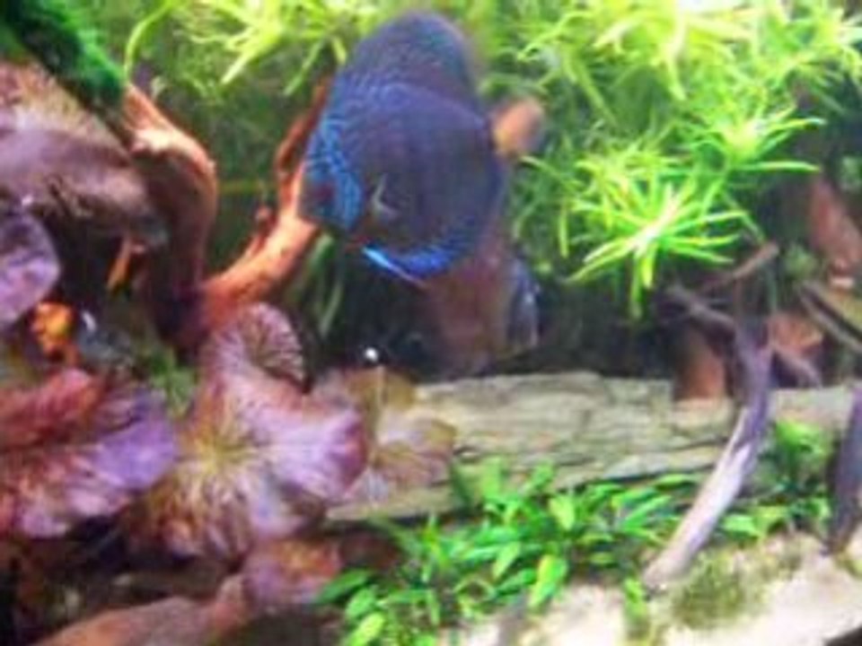 Video du 20