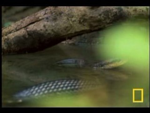 Jesus Christ Lizard