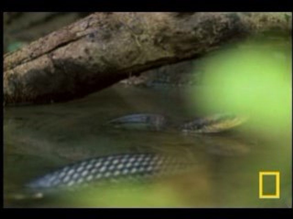 Jesus Christ Lizard