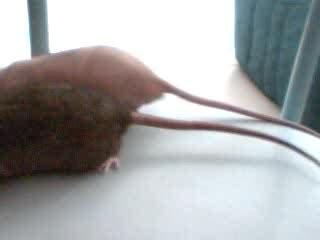 Sweepy & Nezumi, Nu Vs Rex =)