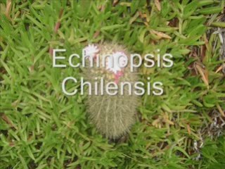 Ecoturismo Liceo Comercial de Quillota(Chinchimén)