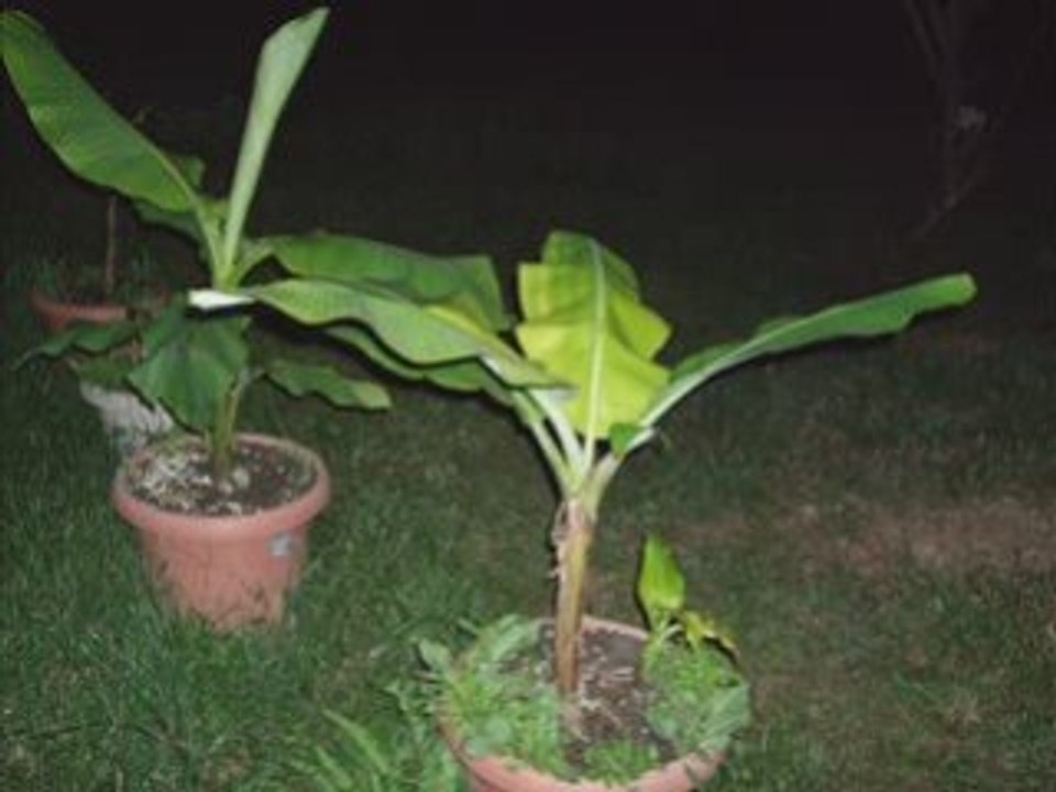 Grafted Banana Seedlings by Mauro Gibo