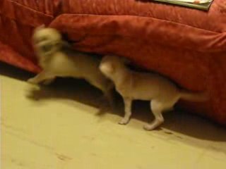 Bataille de chihuahuas