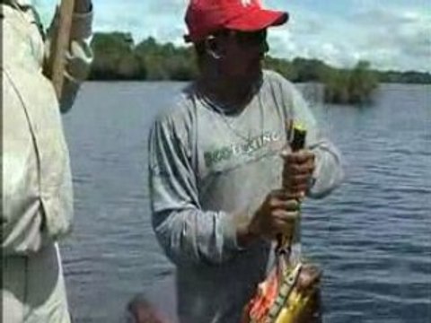 Peacock Bass Fishing on the Rio Negro in Brazil