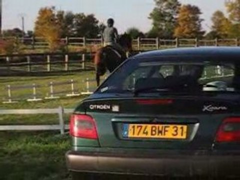 leader lathus dressage suite