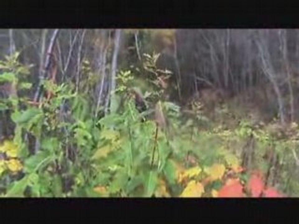 Libération de Poulette