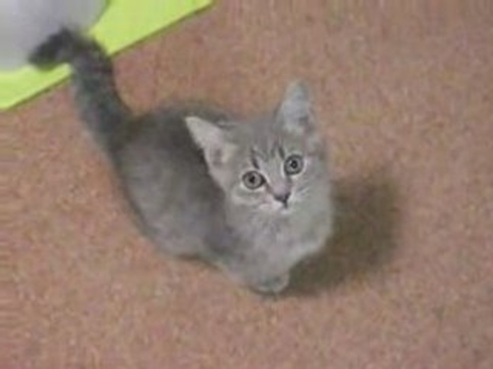 Chaton Tout Mimi