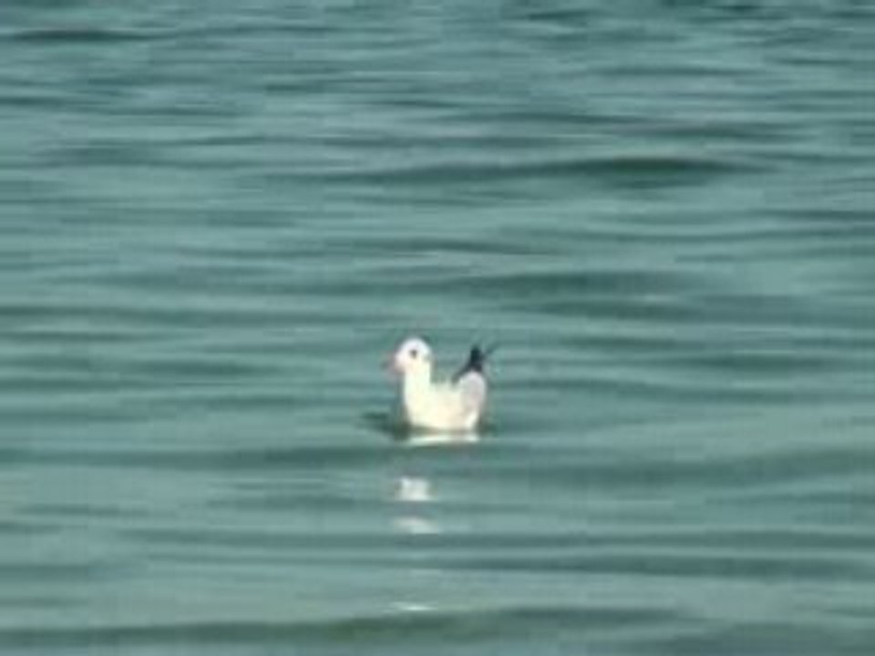 Mrs. Jonathan Livingston