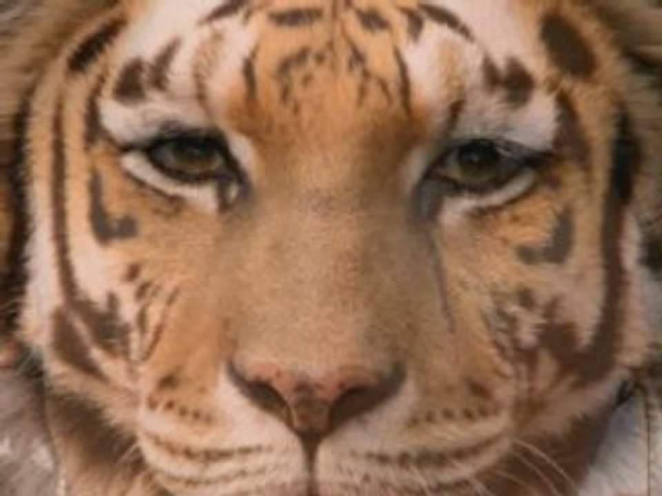 TIGRE MORPHING EVA LONGORA